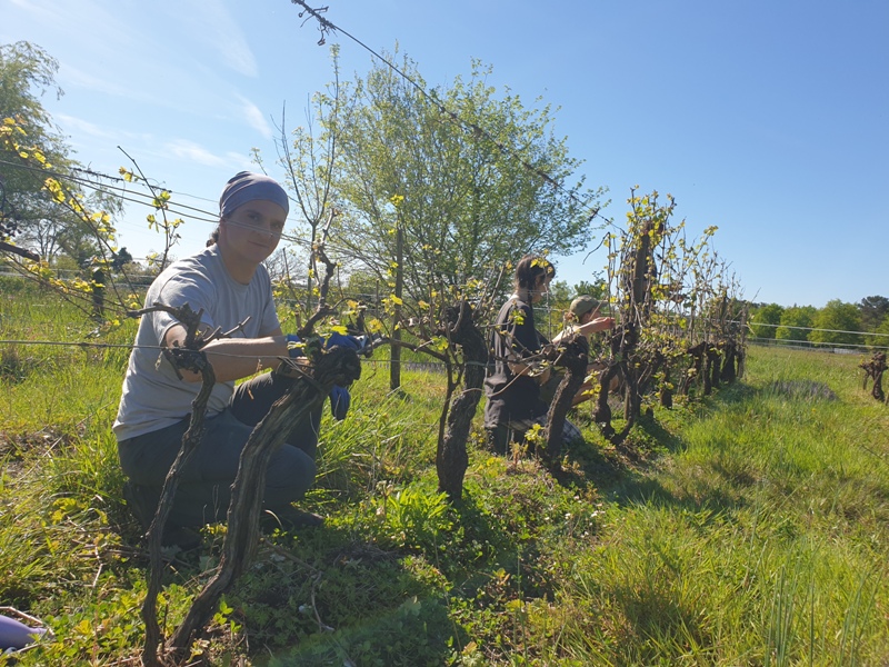 Taille de la vigne avant arrachage pour une nouvelle parcelle