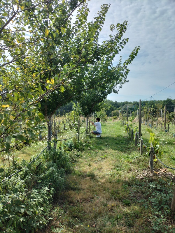 Étiquetage des arbres fruitiers