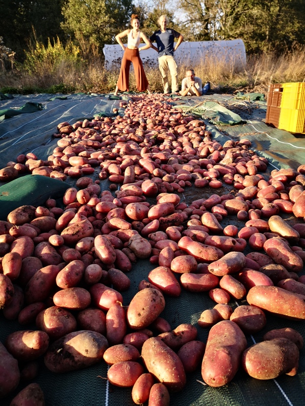 Ramassage des pommes de terre